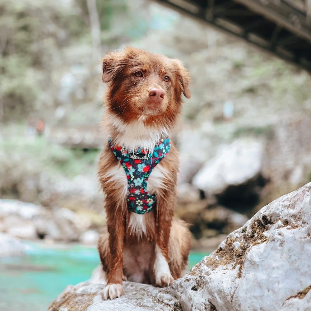 CLEARANCE - Dog Harness - Brand New! Collection Flower Paw-er